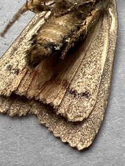 Amphipyra pyramidea