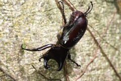 Xylotrupes