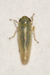 Macrosteles