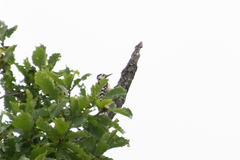 Dendrocopos leucotos