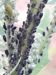 Aphis