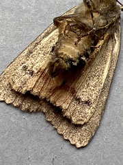 Amphipyra pyramidea