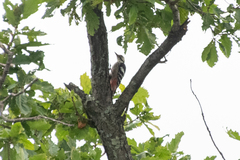 Dendrocopos leucotos