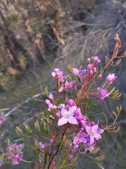 Boronia pinnata