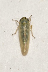 Macrosteles