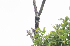 Dendrocopos leucotos