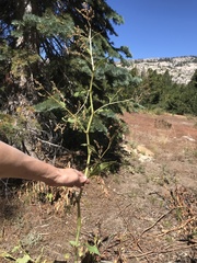 Koenigia phytolaccifolia