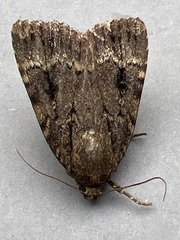 Amphipyra pyramidea