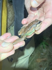 Leptodactylus leptodactyloides