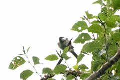 Poecile palustris