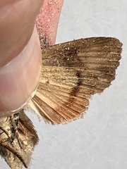 Amphipyra pyramidea