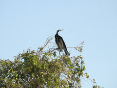 Anhinga novaehollandiae