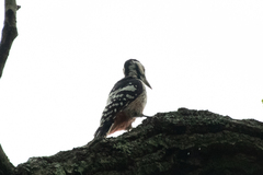 Dendrocopos leucotos