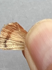 Amphipyra pyramidea