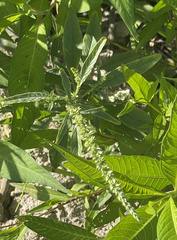 Amaranthus palmeri