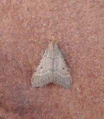 Bostra obsoletalis