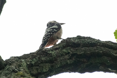 Dendrocopos leucotos