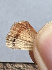Amphipyra pyramidea
