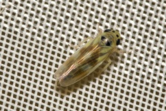 Macrosteles variatus