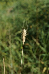 Hordeum bulbosum