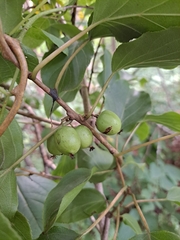 Actinidia arguta