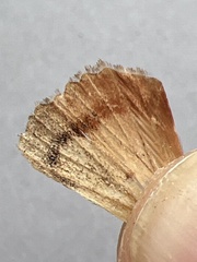 Amphipyra pyramidea