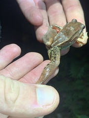 Leptodactylus leptodactyloides