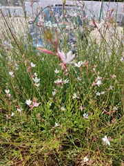 Oenothera lindheimeri