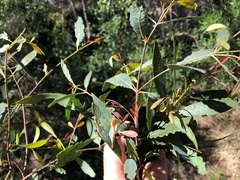 Santalum lanceolatum