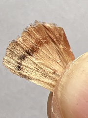 Amphipyra pyramidea