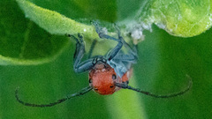 Tetraopes tetrophthalmus