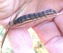 Noctuoidea