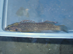 Acanthoclinus fuscus