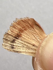Amphipyra pyramidea