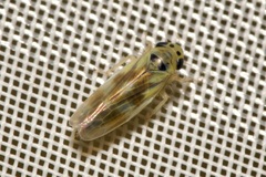 Macrosteles variatus