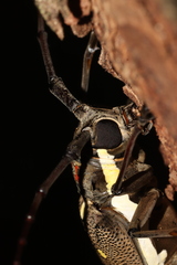 Batocera rubus