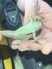 Leptodactylus leptodactyloides