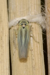 Zyginidia pullula