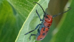 Tetraopes tetrophthalmus