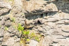 Phalacrocorax capillatus