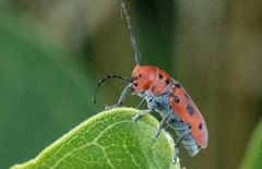 Tetraopes tetrophthalmus