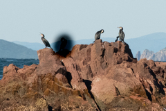 Phalacrocorax capillatus
