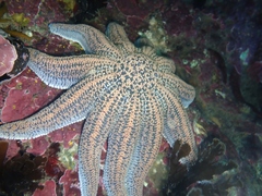 Stichaster australis