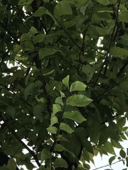 Ulmaceae