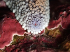 Stichaster australis
