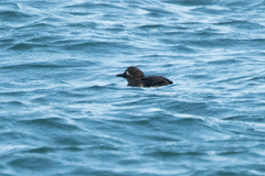 Cerorhinca monocerata