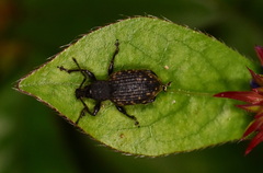 Otiorhynchus