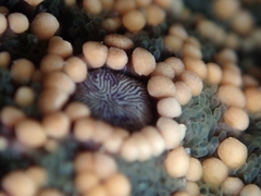 Stichaster australis