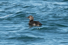 Cerorhinca monocerata