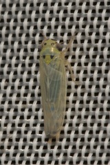 Macrosteles